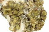 Yellow Andradite-Grossular Garnet Cluster with Clinochlore - Mali #242499-1